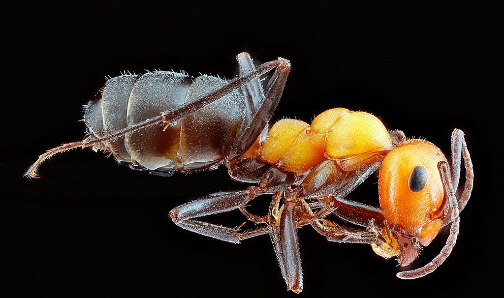 Ant Control service in St. Charles, MO