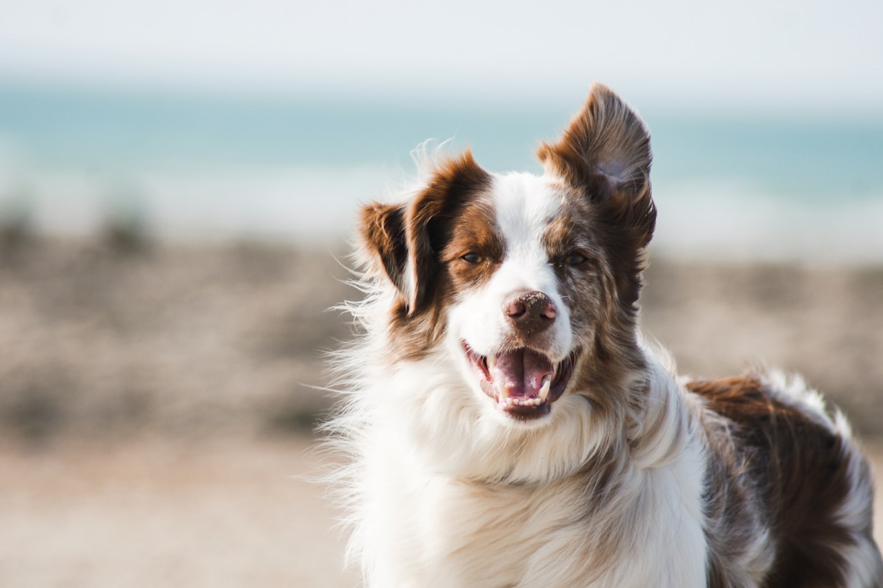 Flea & Tick Control service in St. Charles, MO