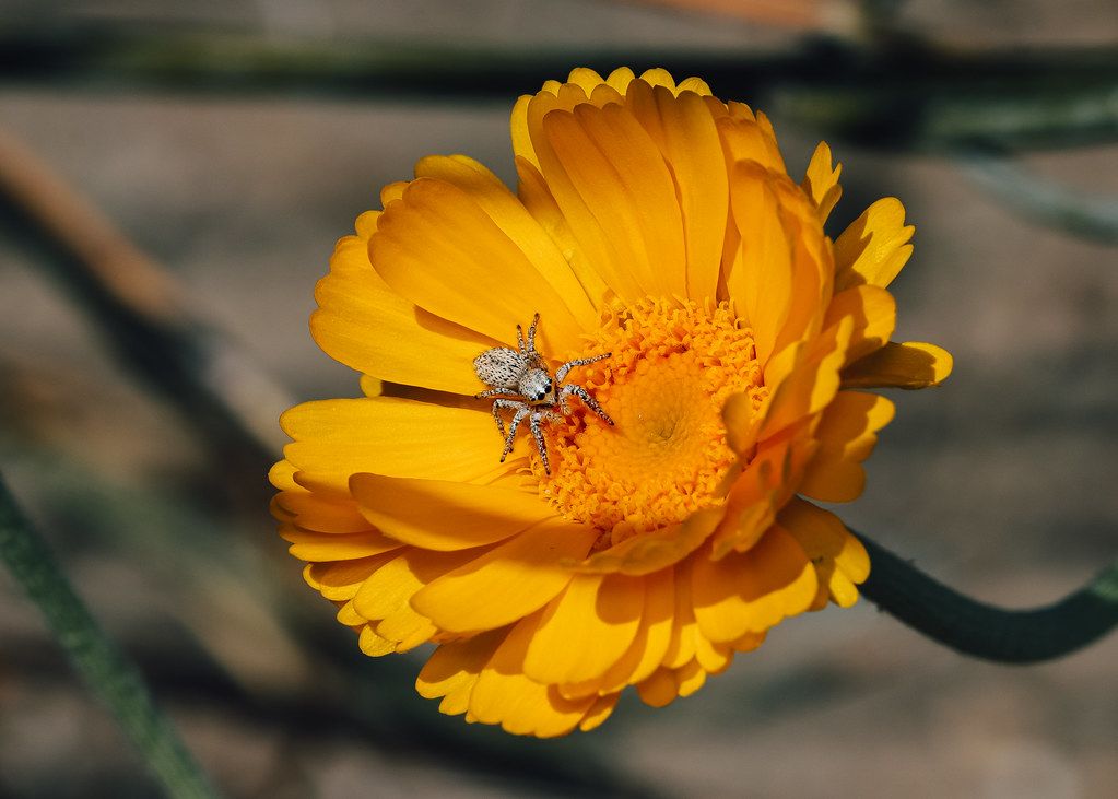 Spider Control service in St. Charles, MO